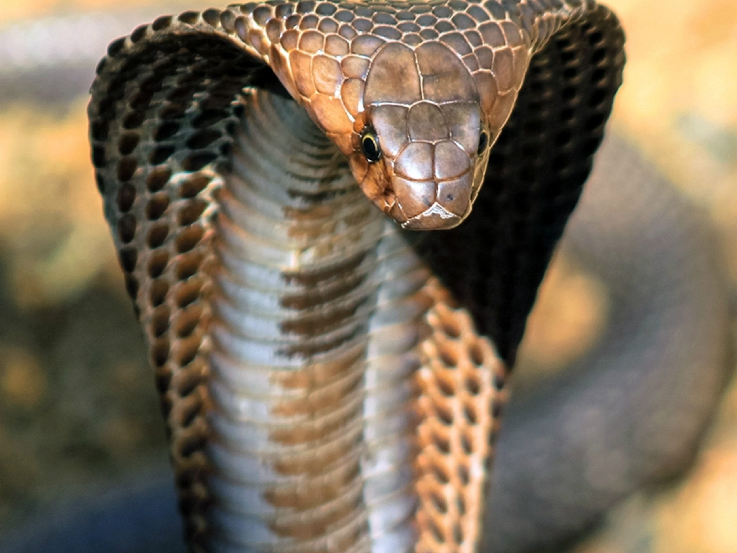 king cobra hood crop 4x3 scaled