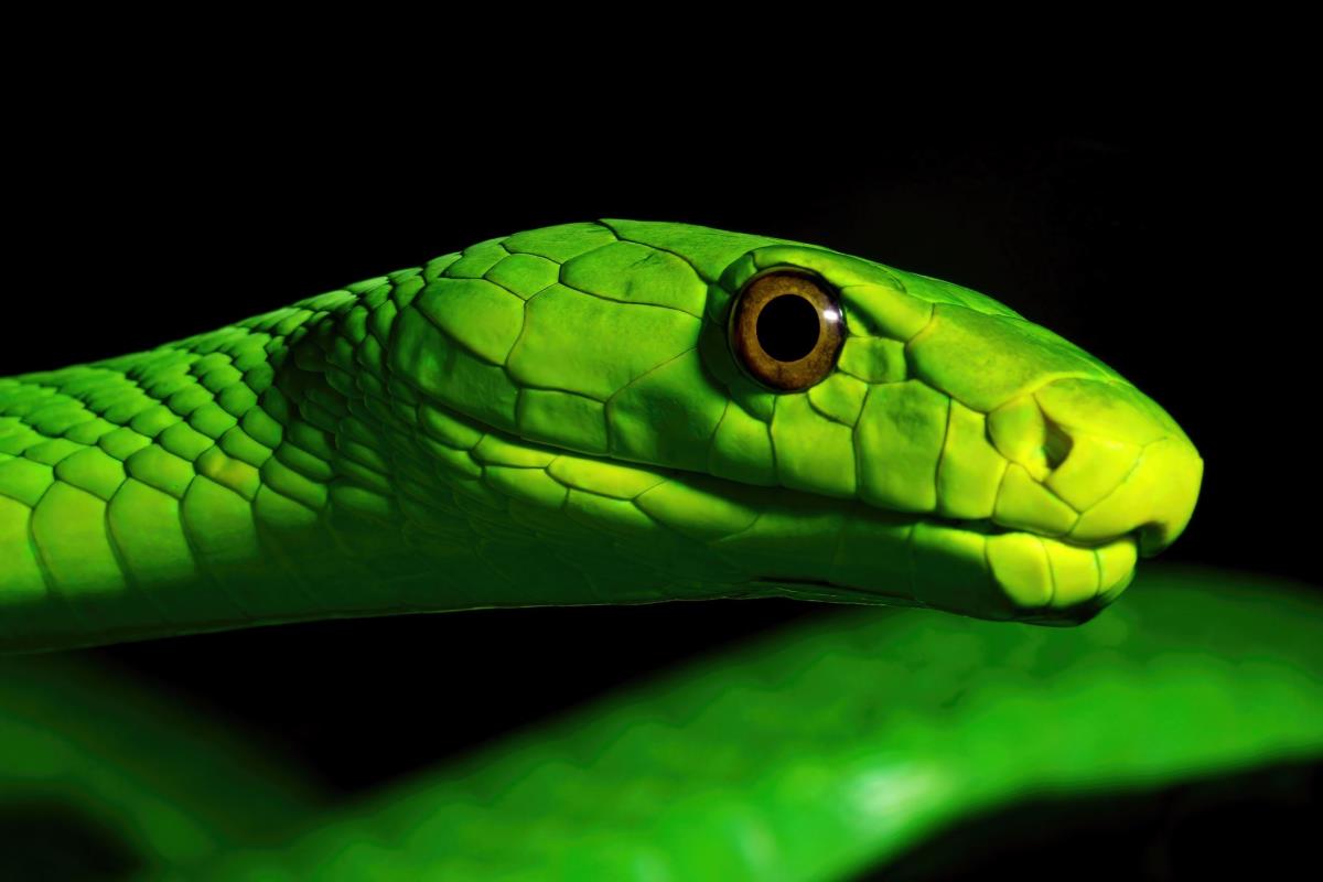 1503950 17 20231123065200 dutch town warned steer clear green mamba