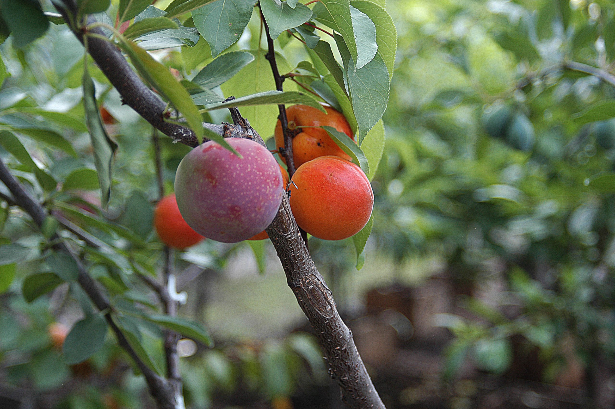 Tree of 40 Fruit