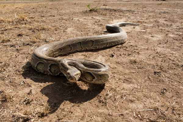 African Rock Python