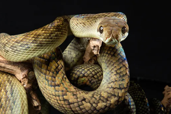 Amethystine Python