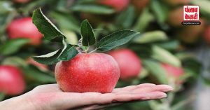 Apple Benefits: रोजाना सेब खाने के ये फायदे अभी जान लीजिए