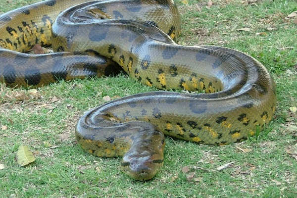 Green Anaconda