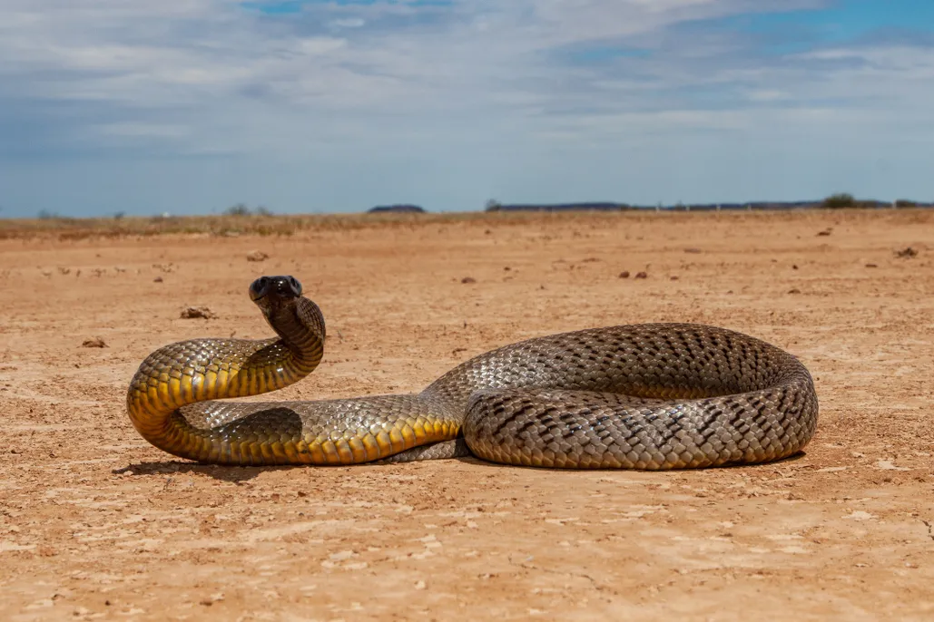Inland taipan one of the worlds most deadliest snakes e678ead
