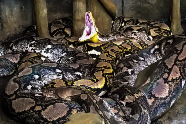 Reticulated Python