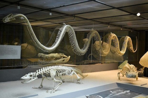 Titanoboa