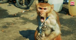 Uttar Pradesh: बंदर ने फेंकी जहर की पुड़िया, चूरन समझ कर बच्चों ने चाट लिया, हुआ फिर कुछ ऐसा