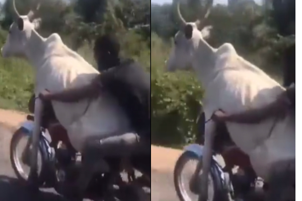 Man Riding Bull
