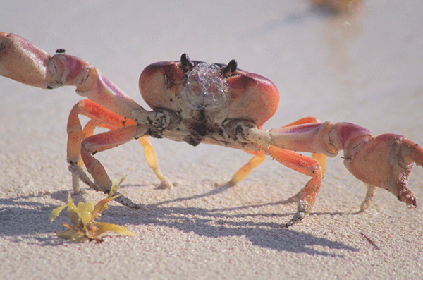 Writing Crab Video:Writing Crab Video: