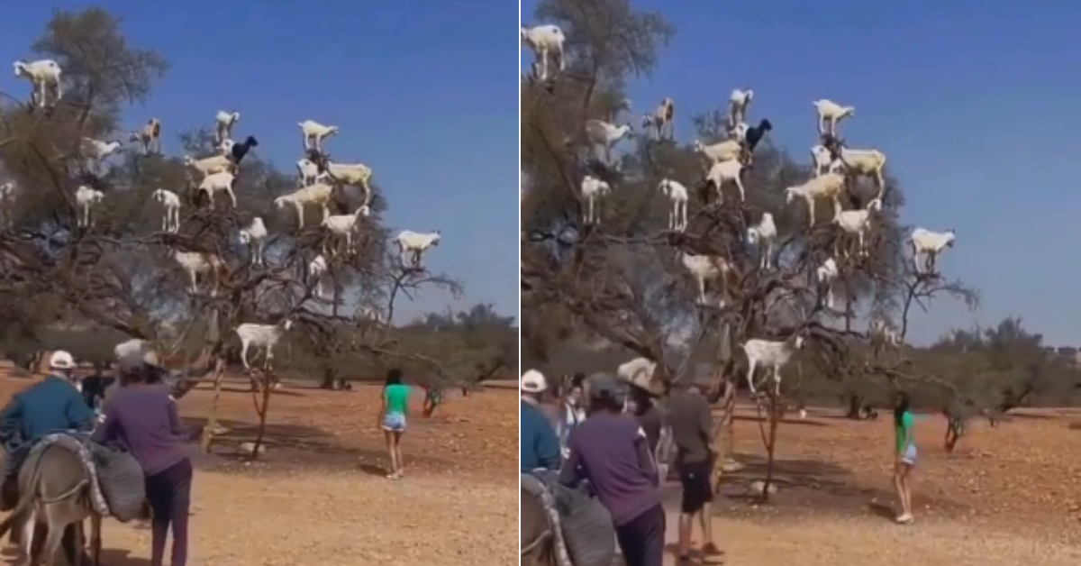 Goat Tree Viral Video