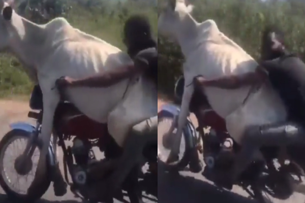 Man Riding Bull