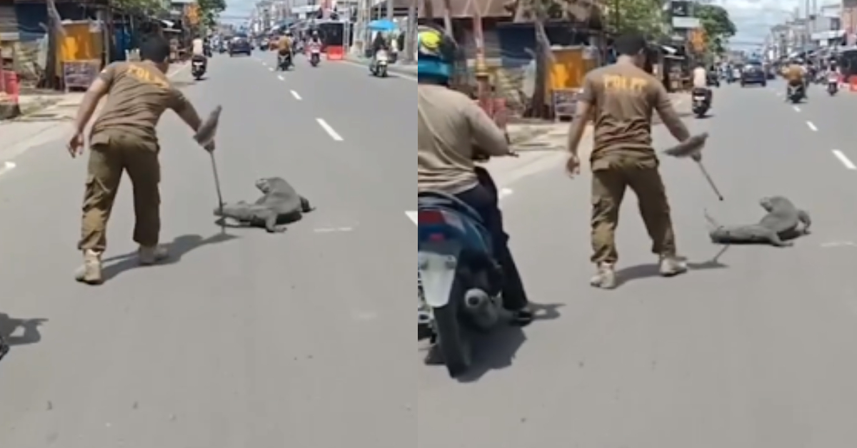 Giant Lizard On Road