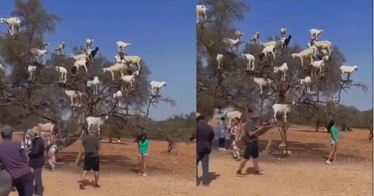 Goat Tree Viral Video