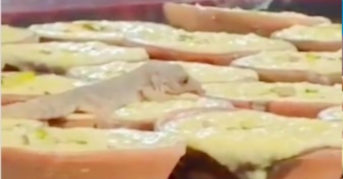 Lizard on Sweets