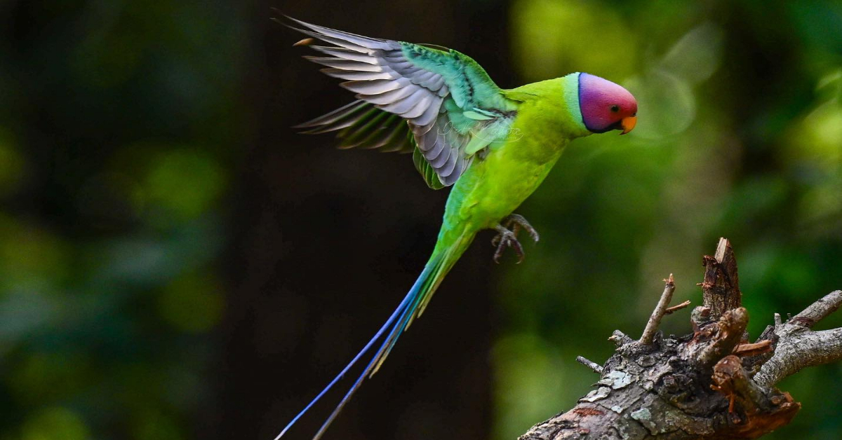 Ramakant Panda's wildlife photography 