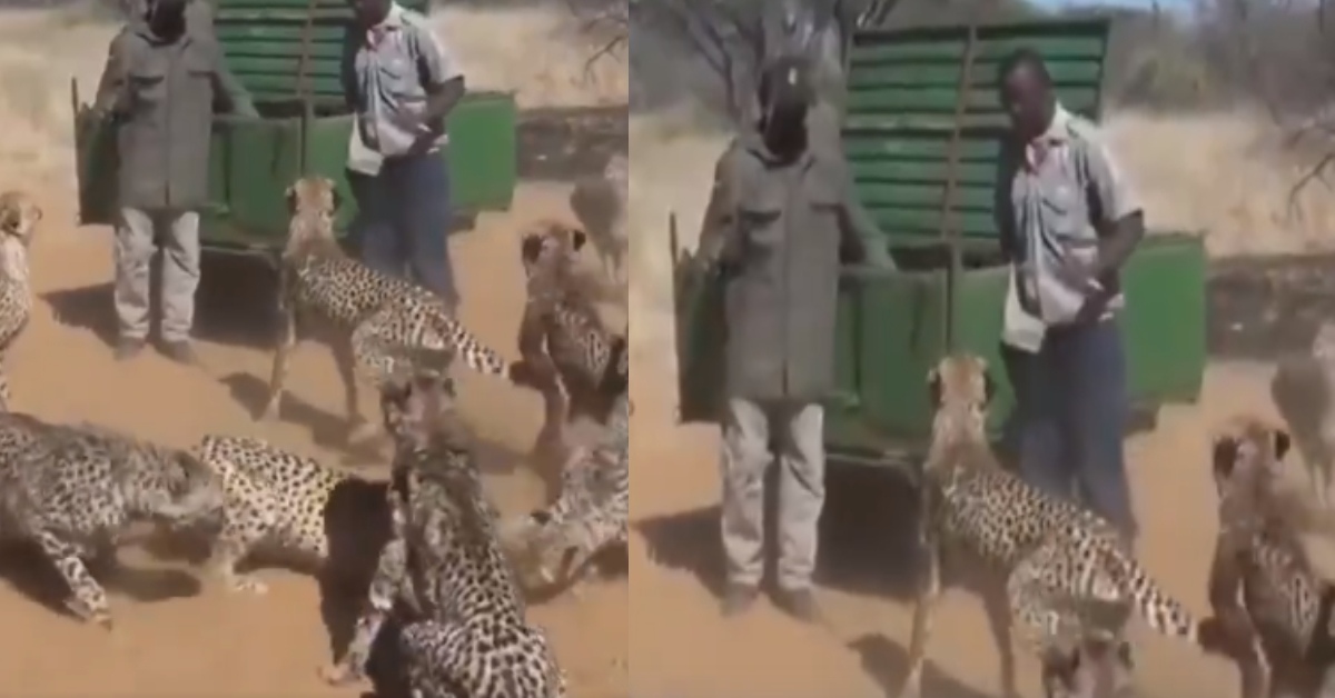 Dangerous Cheetah Job