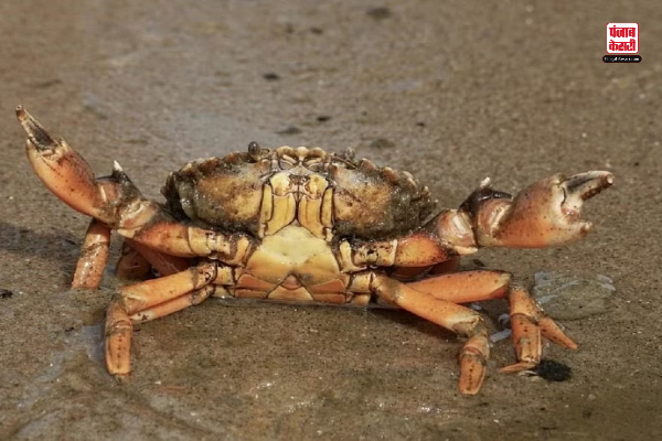 Writing Crab Video: