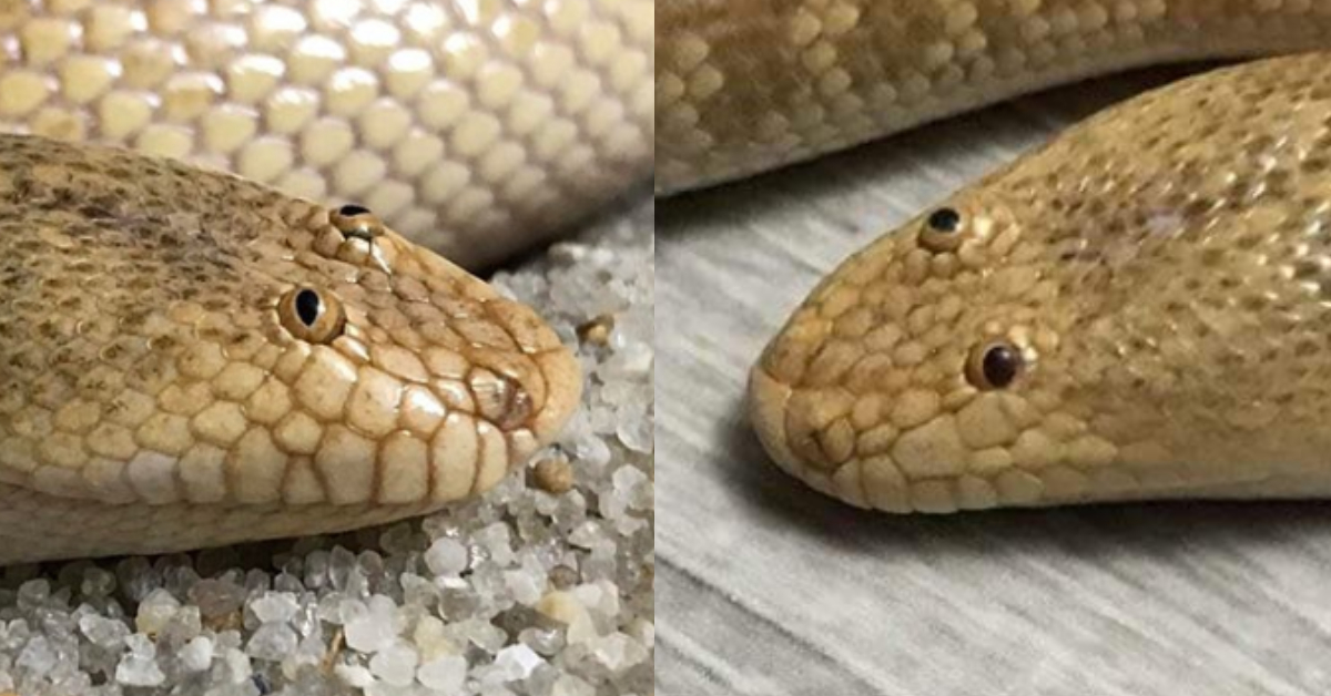 Arabian Sand Boa