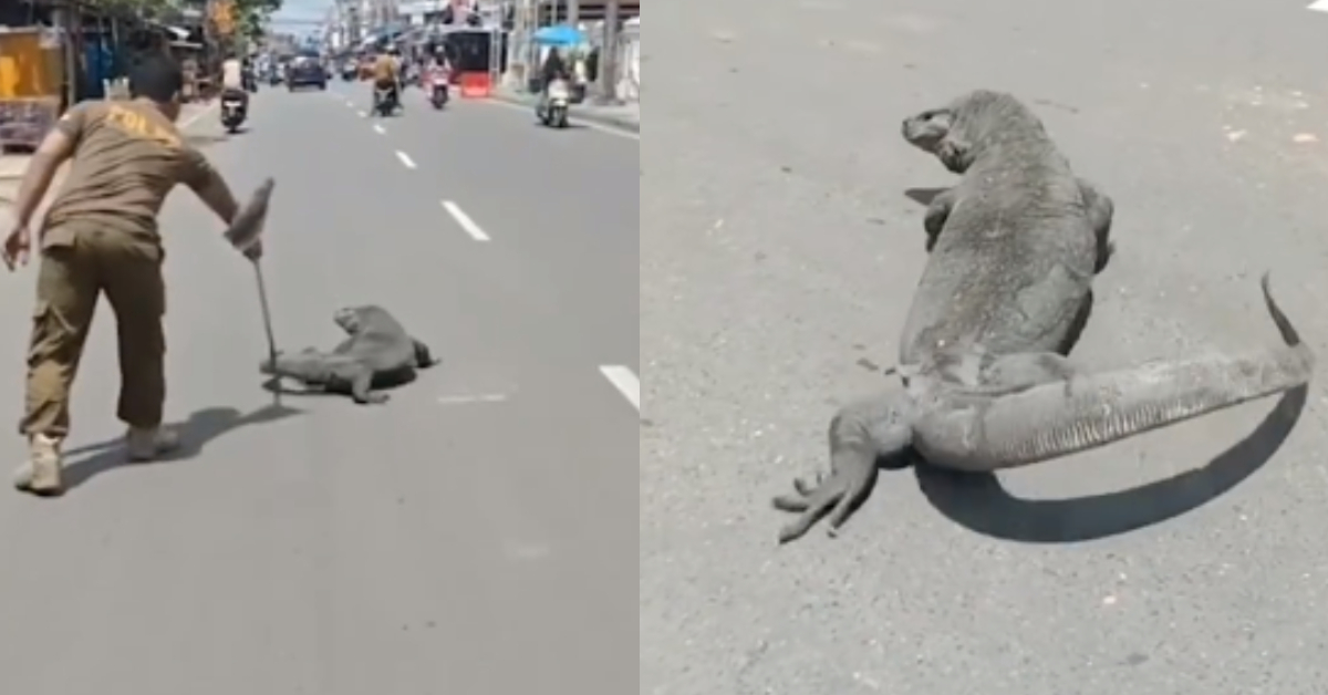 Giant Lizard On Road