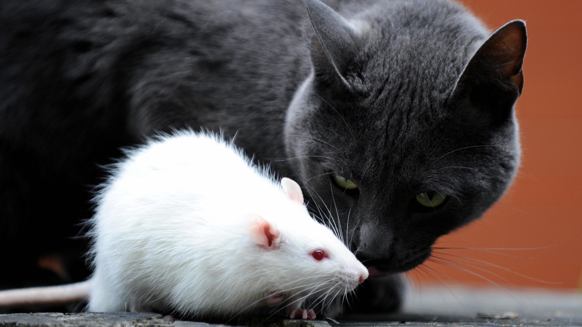 catrat 82773559