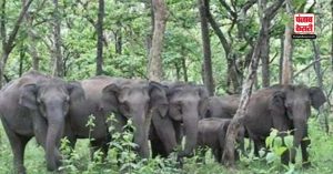 Jharkhand: 42 हाथियों का झुंड मचा रहा तबाही