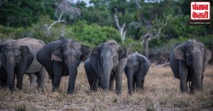 असम में जंगली हाथी के हमले में सेवानिवृत्त सेना के जवान की मौत
