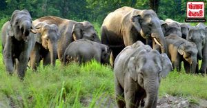 West Bengal: उत्तर बंगाल में Train की टक्कर से तीन Elephants की दर्दनाक मौत