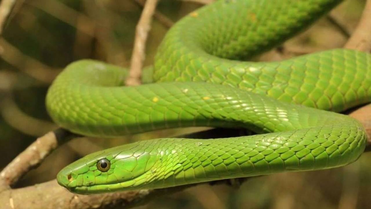 green mamba