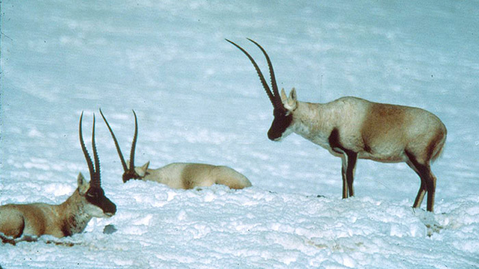 male tibetan antelope