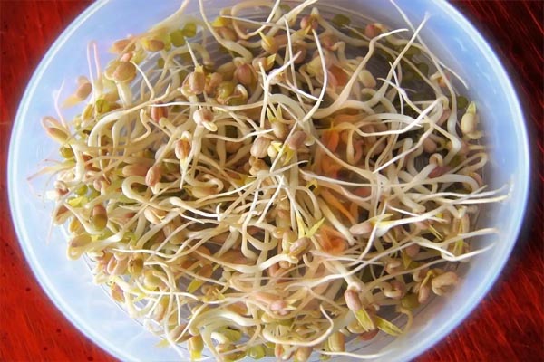 sprouts