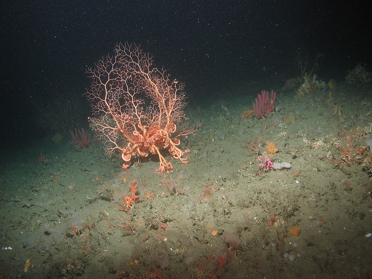 Basket stars