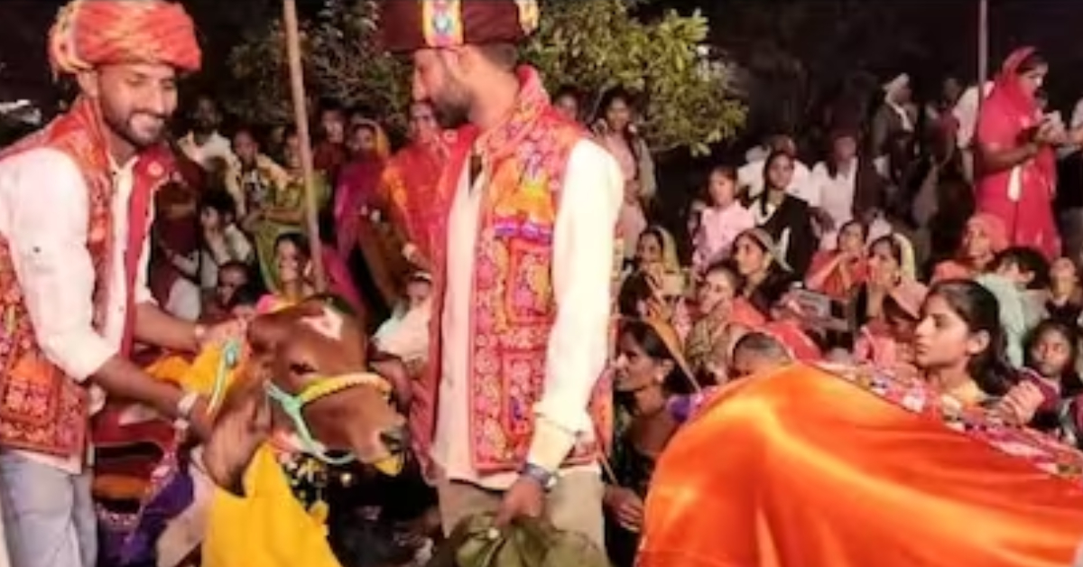 Cow Bride Bull Groom Marriage Video