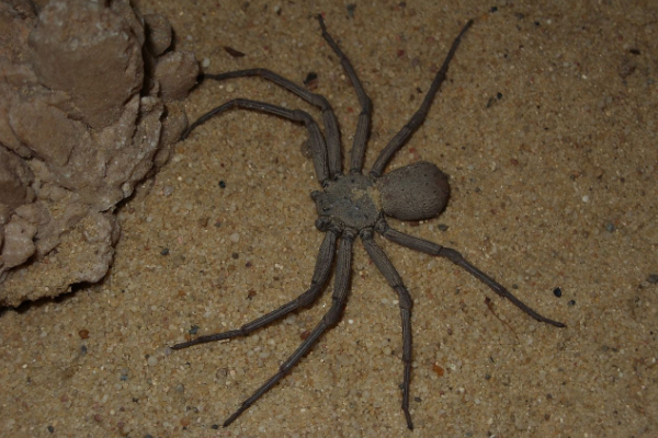 sicarius hahni
