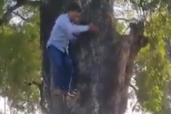 BJP Leader Climbed A Tree Video