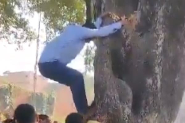 BJP Leader Climbed A Tree Video