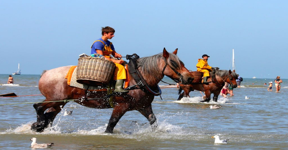 Fishermen Catch Fish on Horses