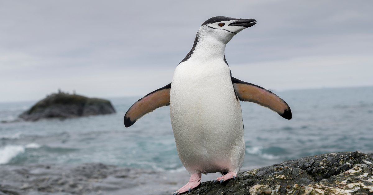 Chinstrap Penguin