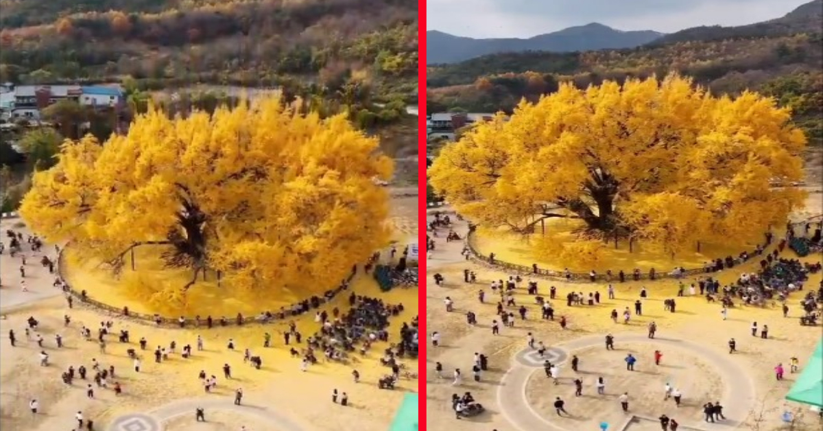 800 Years Old Ginkgo Tree