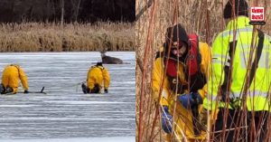 बर्फीले तालाब में फंसा था हिरण, खुद की परवाह किए बिना FireFighters ने बचाई जान