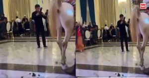 शादी में घोड़े की हरकत पर हस पड़े लोग, खुब हो रहा है Video Viral