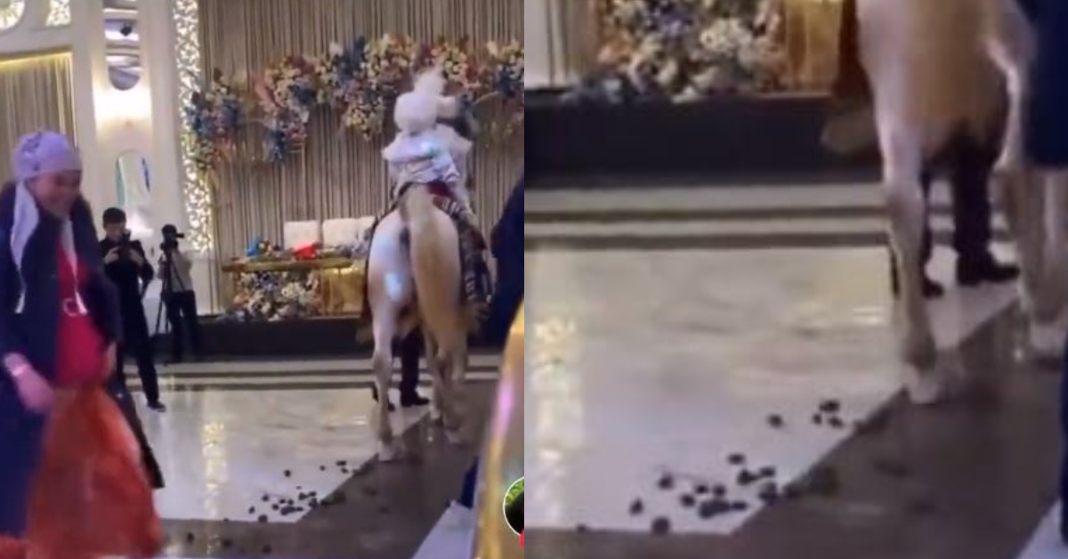 Horse Arrived At Wedding