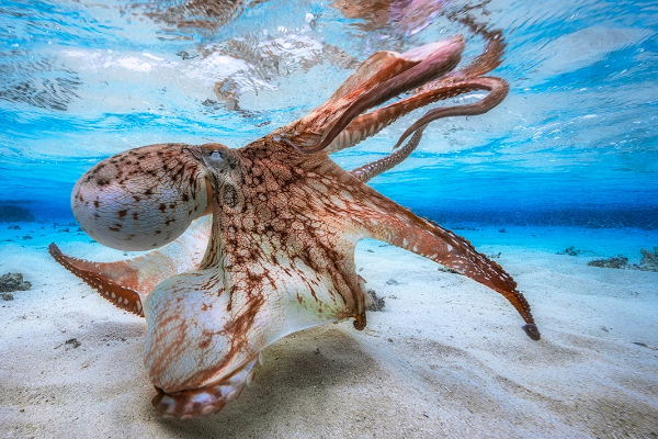 Octopus amazing facts