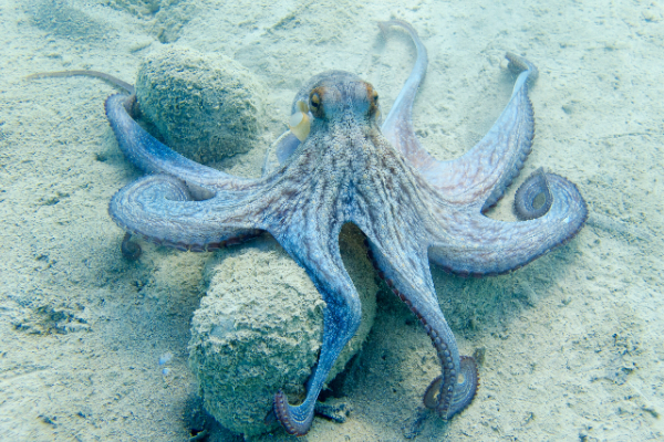 Octopus amazing facts