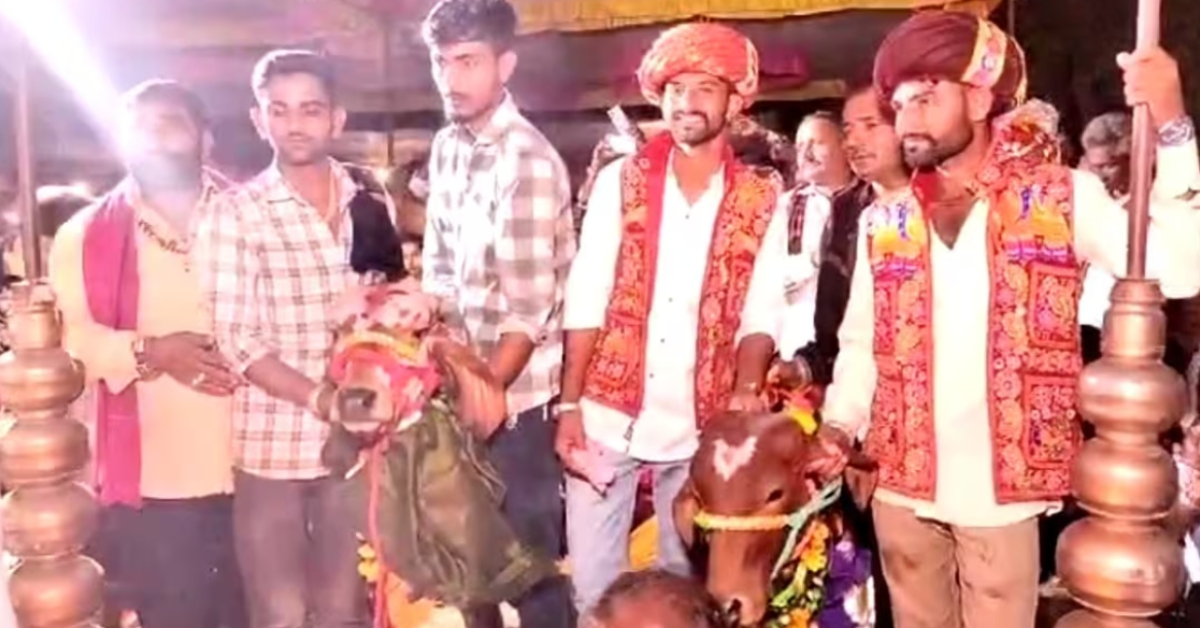 Cow Bride Bull Groom Marriage Video