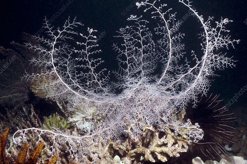 Basket stars