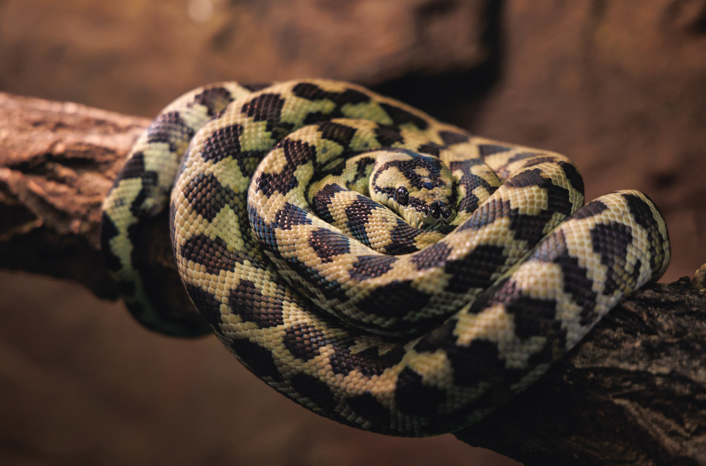 carpet python branch