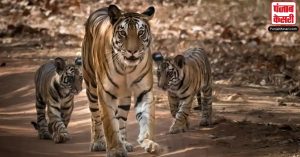 Karnataka में बाघों से जुड़ा एक बड़ा अभियान हुआ शुरू, ये वजह आई सामने