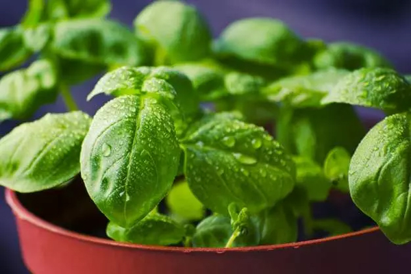 tulsi