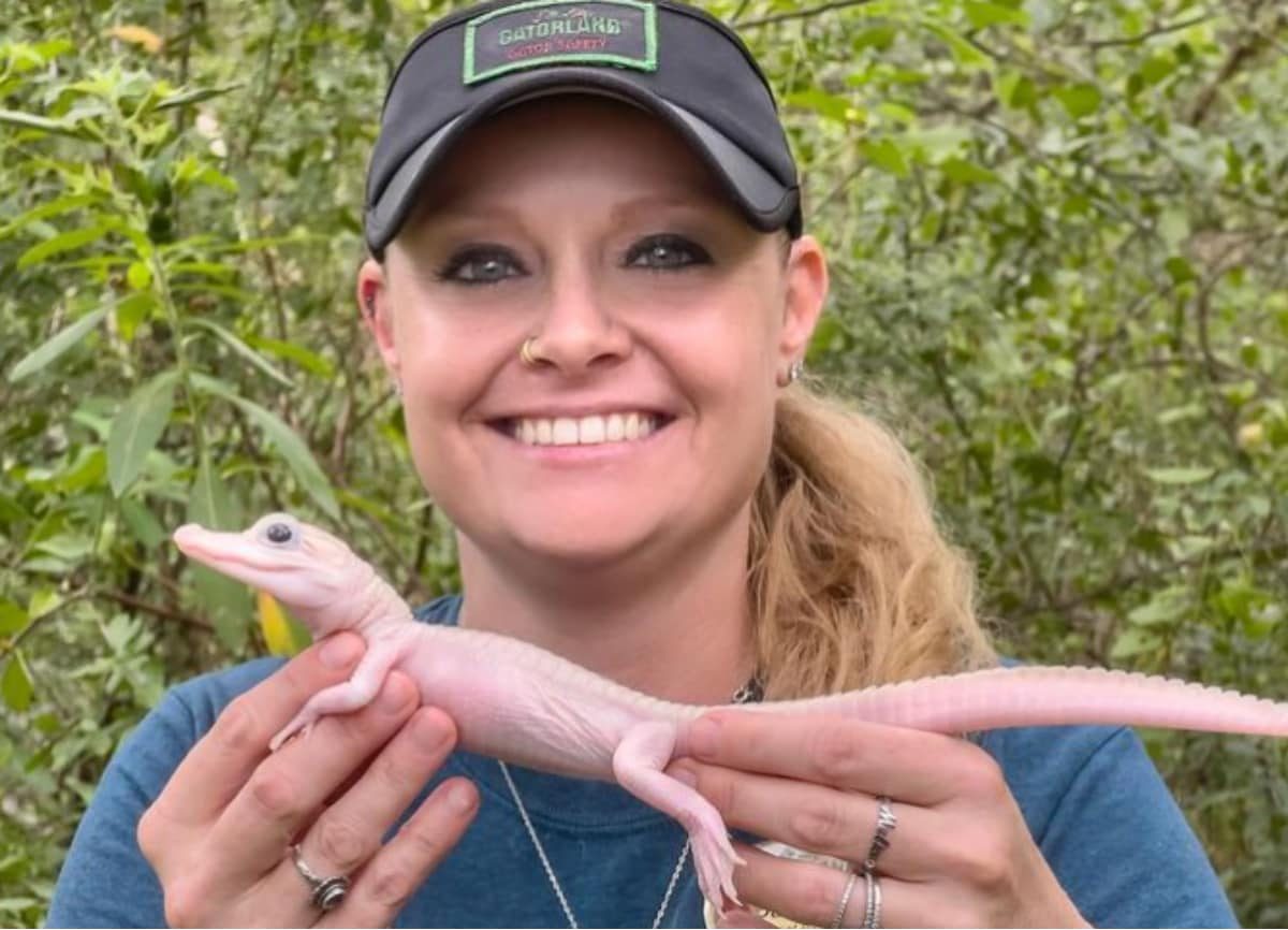 Super rare leucistic alligator