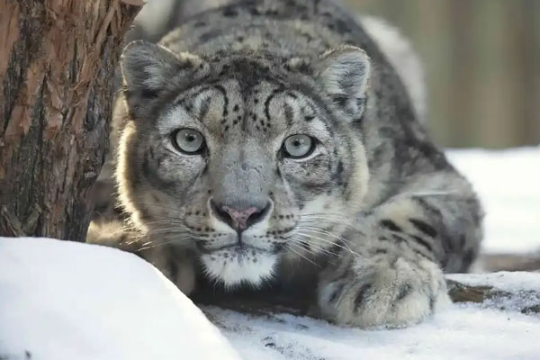 Snow Leopard Report